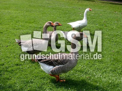 Graugans (4 von 6).jpg